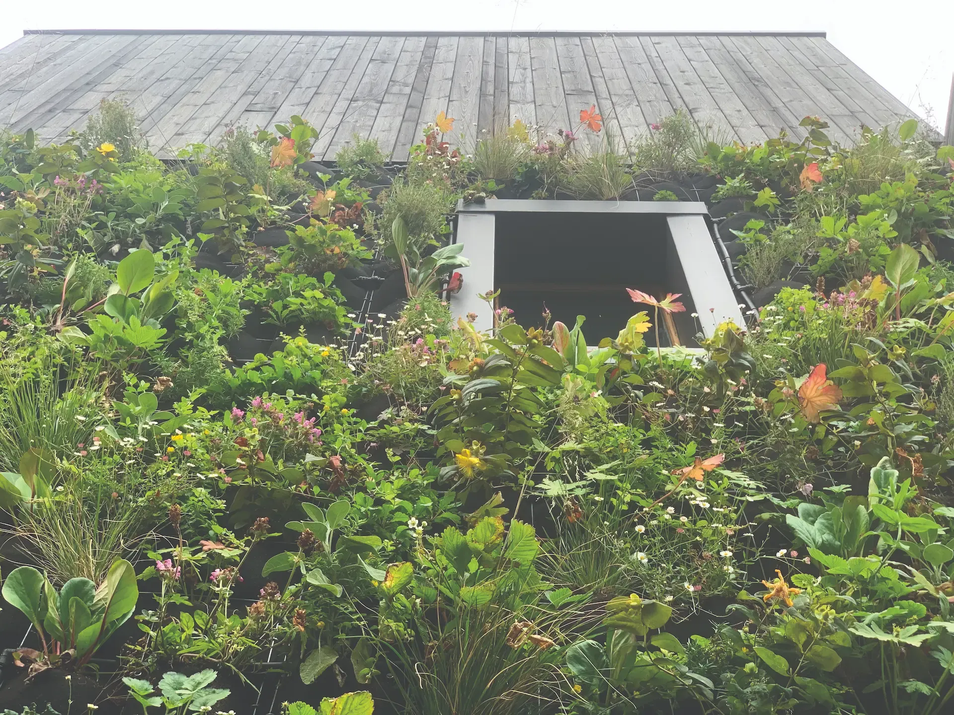 Kamp C groene binnenmuur met planten